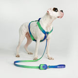 Comfort Control Dog Leash - Lime Wave