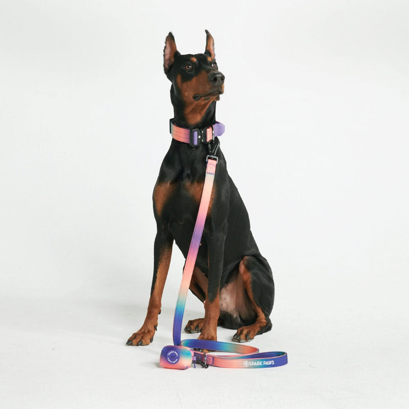 Comfort Control Dog Leash - Kaleidoscope