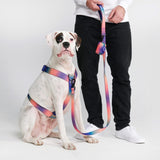 Comfort Control No-Pull Dog Harness Set - Kaleidoscope