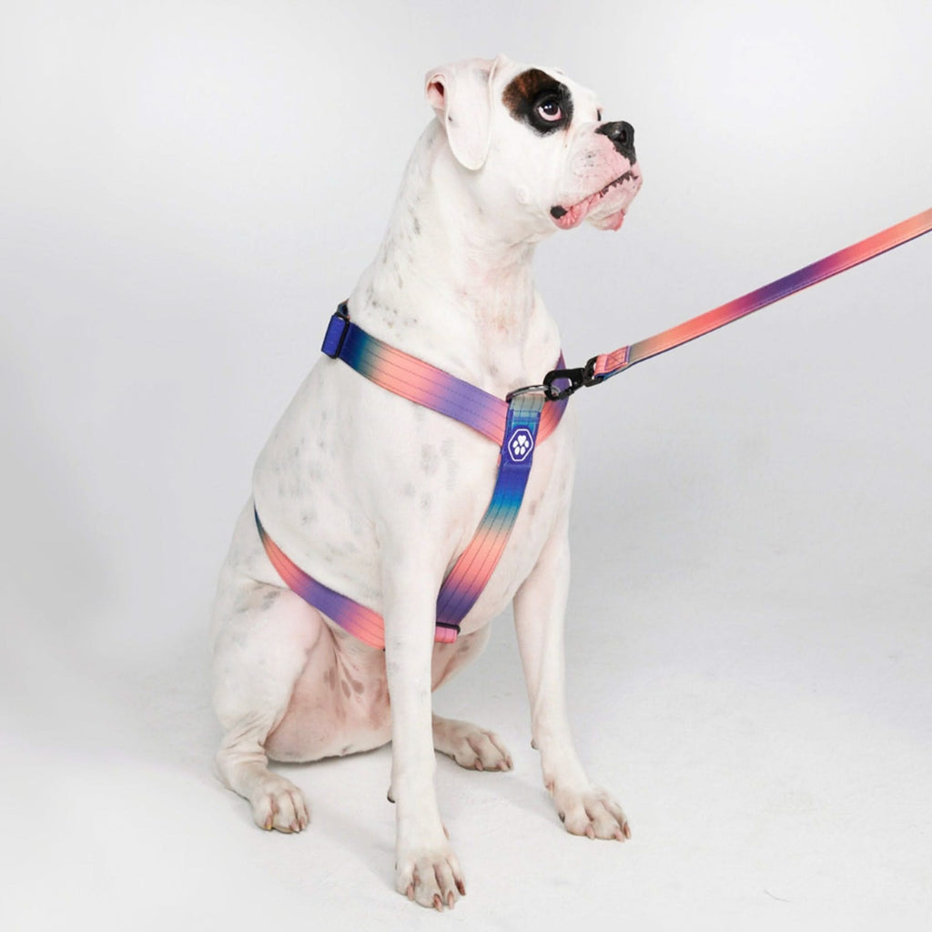 Whole dog journal harness deals