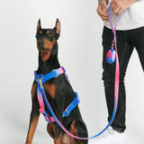 Comfort Control No-Pull Dog Harness Set - Snow Cone