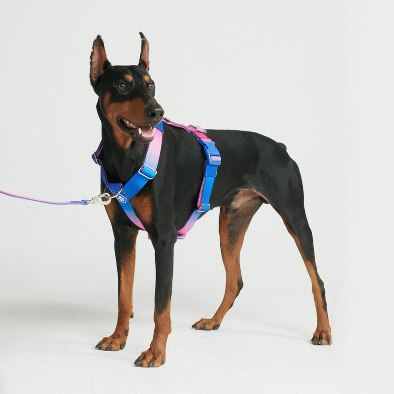 Ancol no deals pull harness