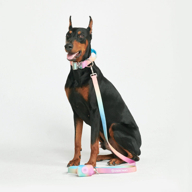 Comfort Control Dog Leash - Pastel Icing